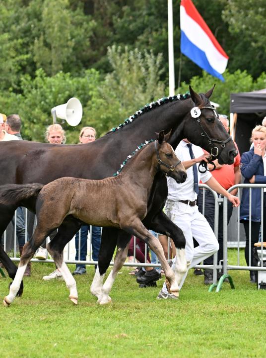 Pferdeverfassungsprüfung KFPS und het Groninger Paard - VVV Terschelling - Wadden.nl