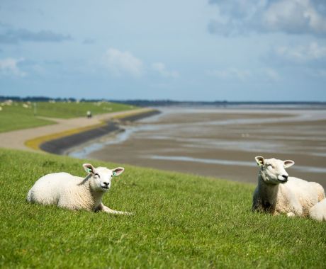 Tag des Wattenmeeres - Wadden.nl