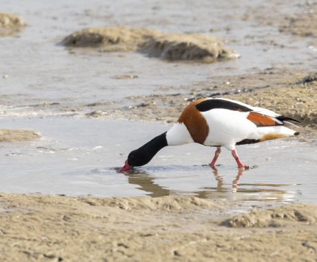 Tag des Wattenmeeres - Wadden.nl - Anja Brouwer