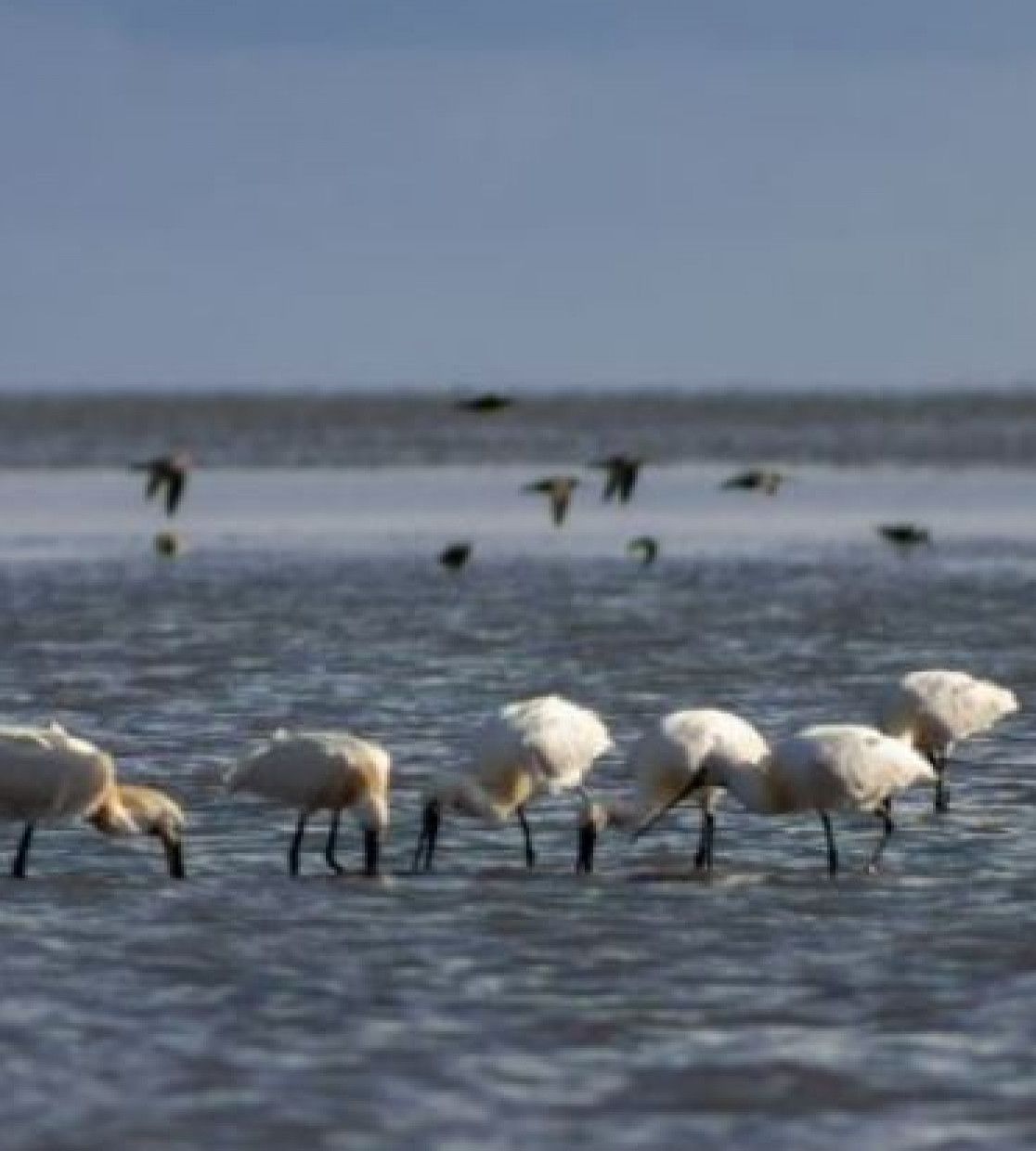 Frühlingstipps vom Förster - VVV Vlieland - Wadden.nl