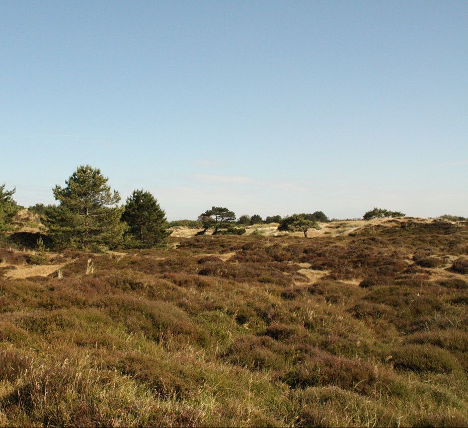 <p>Aussichtspunkte auf Vlieland - Wadden.nl</p>