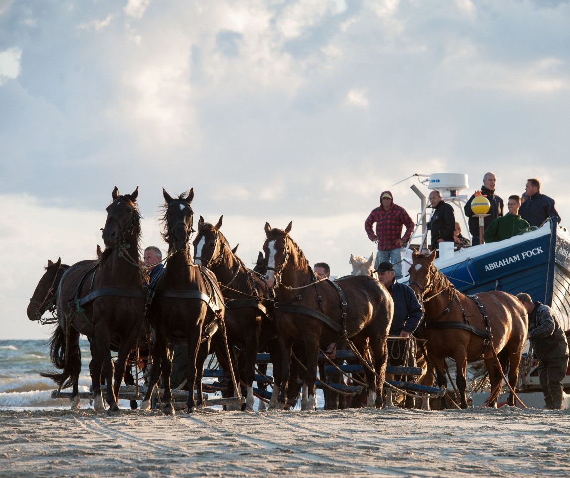 Pferderettungsbootes - VVV Ameland - Wadden.nl