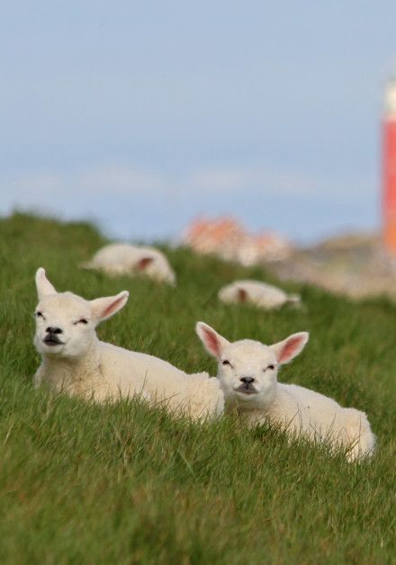 Webcam Schafsfarm Texel - Wadden.nl