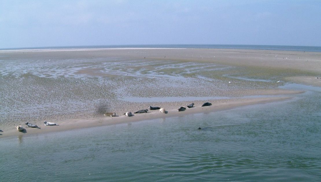 Das Wattenmeer ist Einzigartig  - Wadden.nl