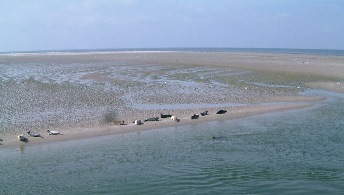 Das Wattenmeer ist Einzigartig - Wadden.nl