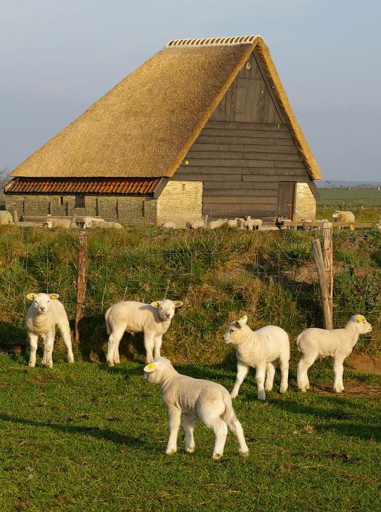 Lämmerwanderung - VVV Texel - Wadden.nl