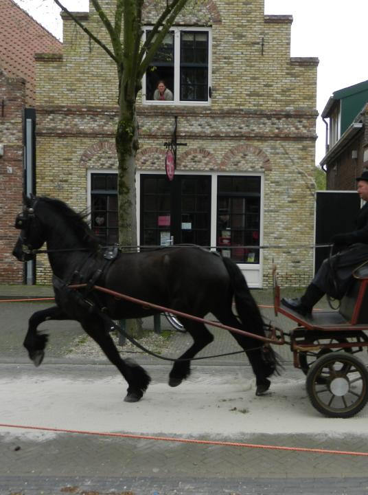 Pferderennen mit Pferdegeschirr - VVV Terschelling - Wadden.nl