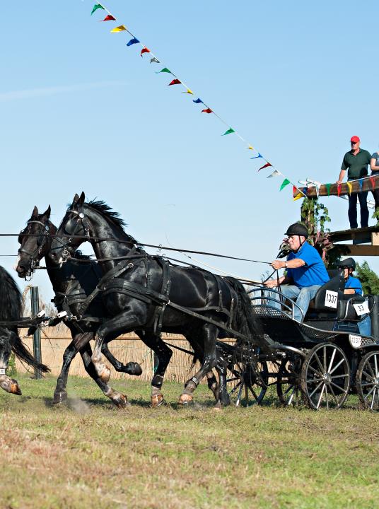 Pferdemarathon - Wadden.nl - VVV Ameland