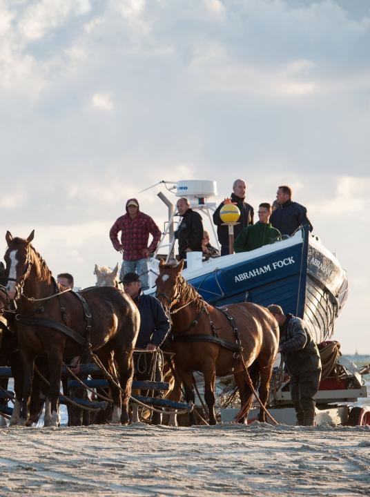 Vorführung des Pferderettungsbootes - VVV Ameland - Wadden.nl