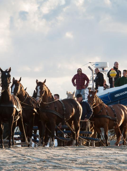 Vorführung des Pferderettungsbootes - Wadden.nl - VVV Ameland