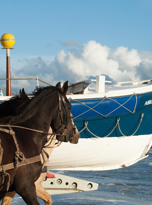 Vorführung des Pferderettungsbootes - Wadden.nl - VVV Ameland
