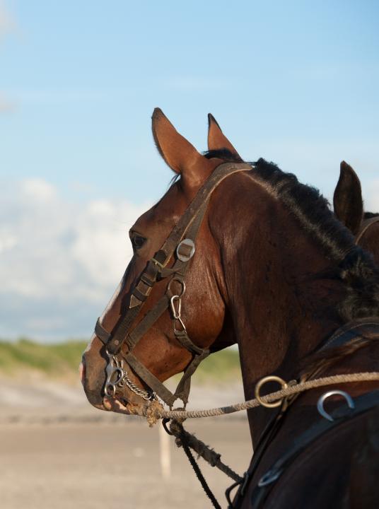 Vorführung des Pferderettungsbootes - Wadden.nl - VVV Ameland