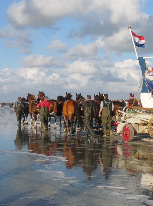 Vorführung des Pferderettungsbootes - Wadden.nl - VVV Ameland - Foto: Nanne Nicolai