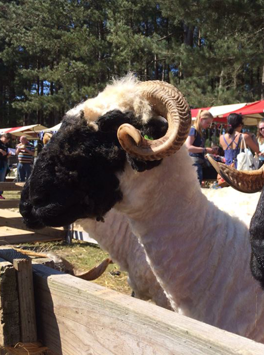 Dag van het Schaap - VVV Terschelling - Wadden.nl